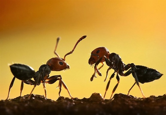 موفقیت به سبک زندگی مورچه ها - مثبت اندیشی