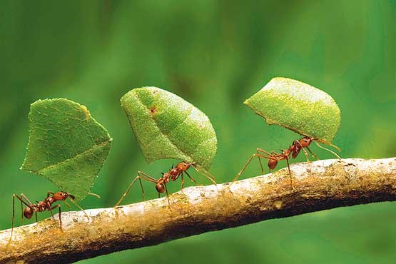 موفقیت به سبک زندگی مورچه ها - روحیه تسلیم ناپذیری